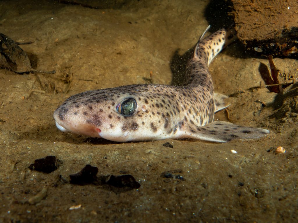 Cambio climático afecta la distribución de especies pesqueras en el Mediterráneo